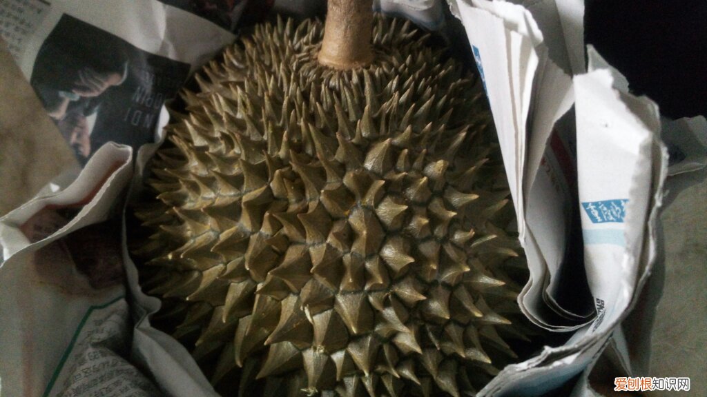 榴莲不熟要怎么放才能熟？这三技巧可以补救