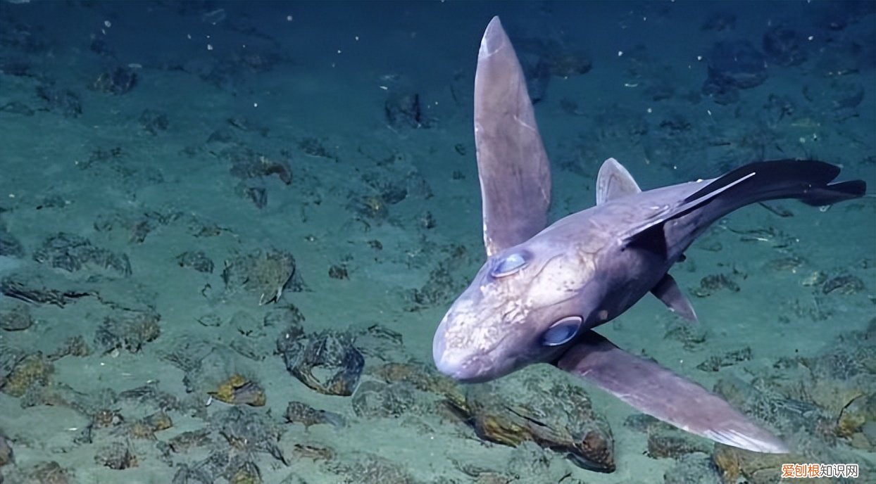 鬼鲨鱼是什么样子的？专家：鬼鲨！为何深海鱼大都很丑