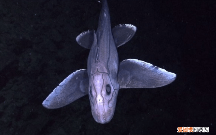鬼鲨鱼是什么样子的？专家：鬼鲨！为何深海鱼大都很丑