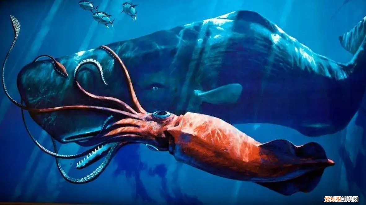 鬼鲨鱼是什么样子的?专家:鬼鲨!为何深海鱼大都很丑