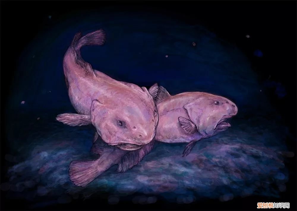 鬼鲨鱼是什么样子的?专家:鬼鲨!为何深海鱼大都很丑