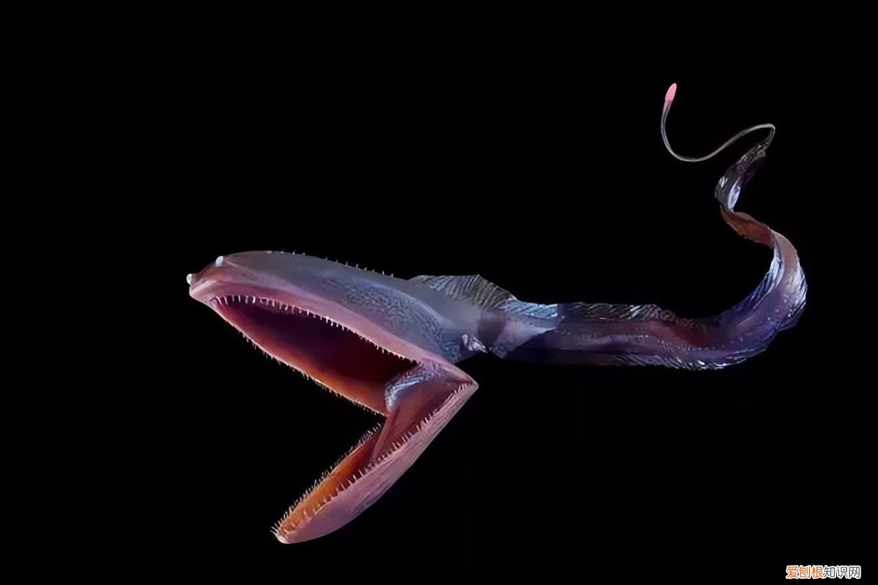 鬼鲨鱼是什么样子的?专家:鬼鲨!为何深海鱼大都很丑