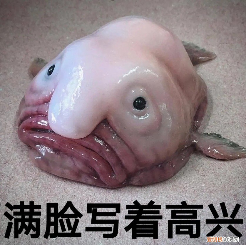 鬼鲨鱼是什么样子的?专家:鬼鲨!为何深海鱼大都很丑