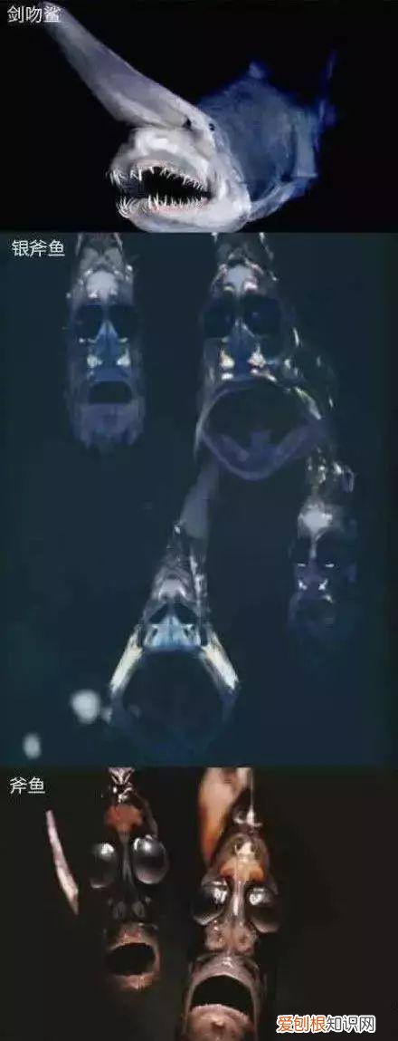 鬼鲨鱼是什么样子的？专家：鬼鲨！为何深海鱼大都很丑