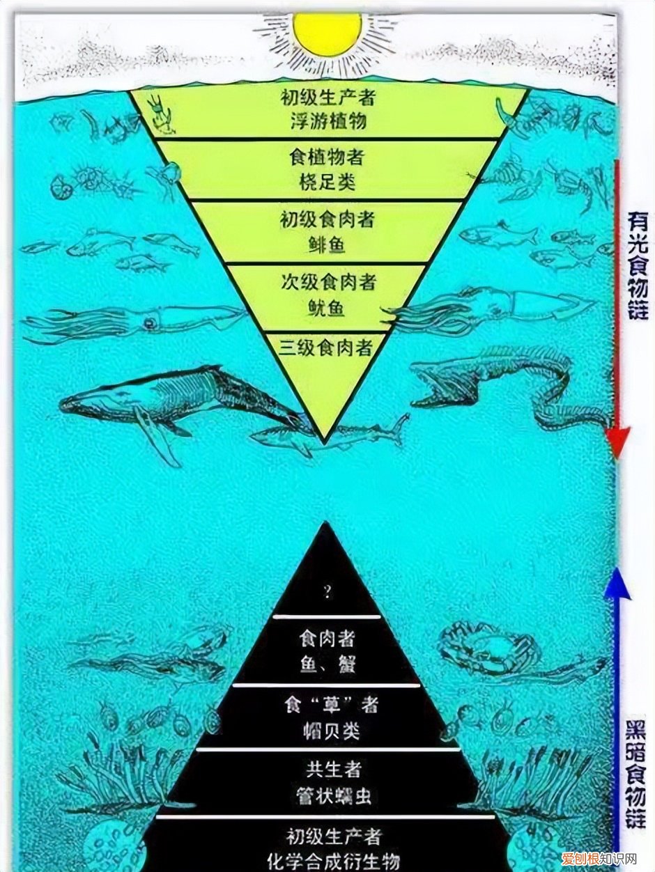鬼鲨鱼是什么样子的?专家:鬼鲨!为何深海鱼大都很丑