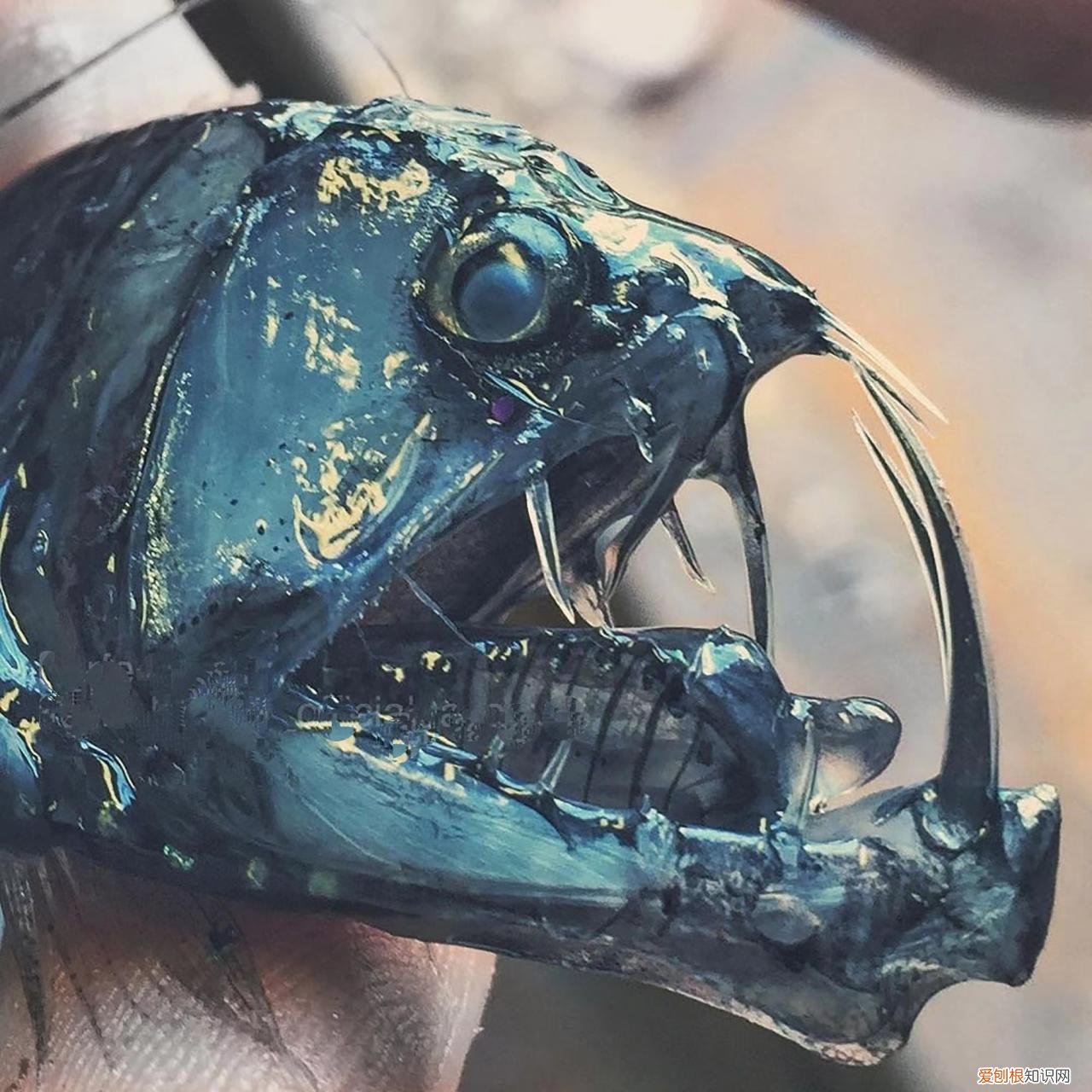 鬼鲨鱼是什么样子的？专家：鬼鲨！为何深海鱼大都很丑