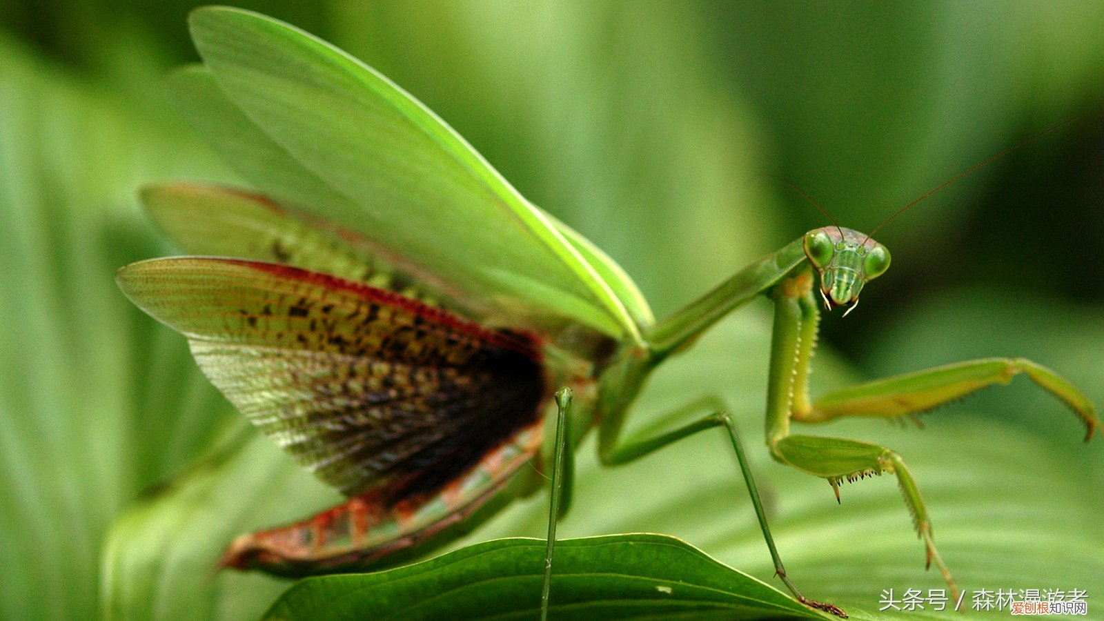 螳螂是益虫还是害虫?关于螳螂,知道这些就够了