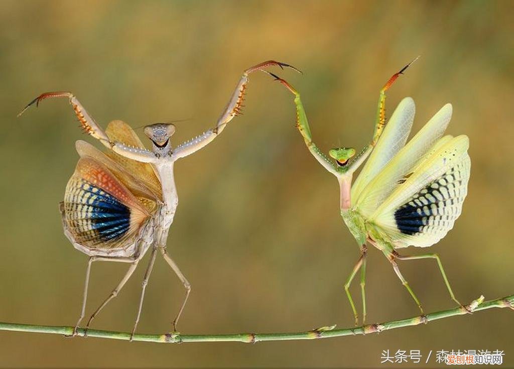 螳螂是益虫还是害虫?关于螳螂,知道这些就够了