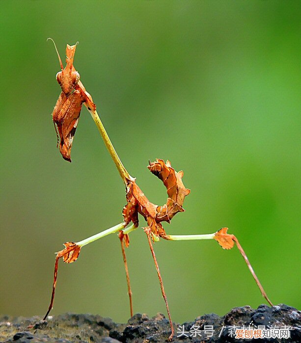螳螂是益虫还是害虫?关于螳螂,知道这些就够了