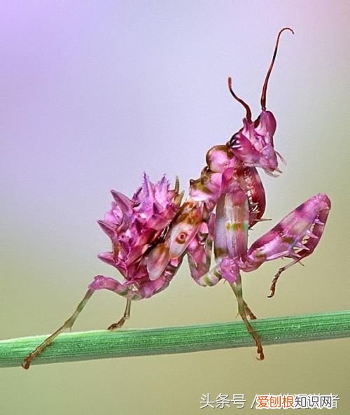 螳螂是益虫还是害虫?关于螳螂,知道这些就够了