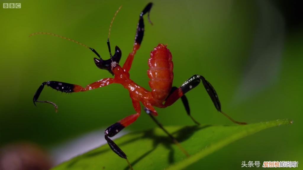 螳螂是益虫还是害虫?关于螳螂,知道这些就够了