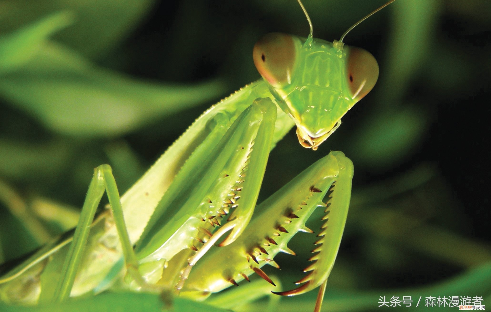 螳螂是益虫还是害虫?关于螳螂,知道这些就够了