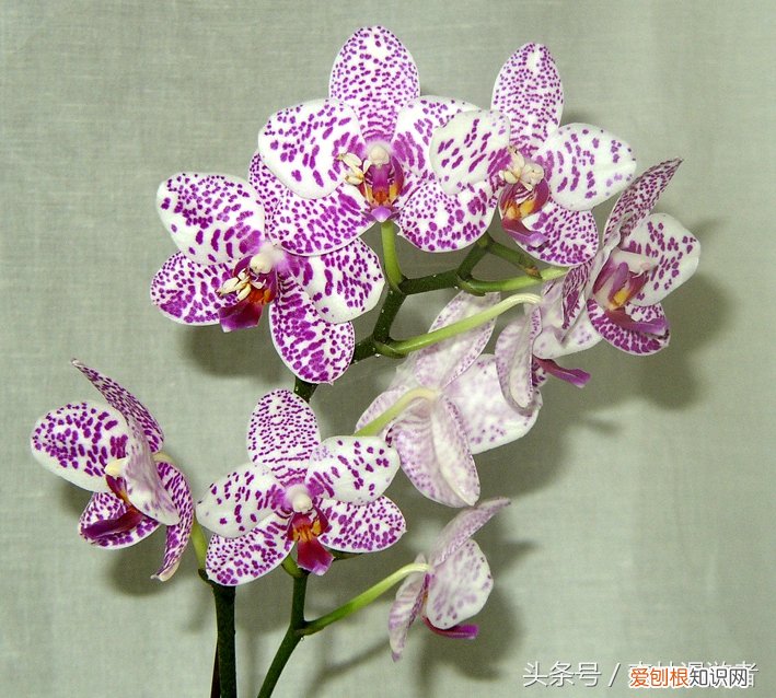 螳螂是益虫还是害虫?关于螳螂,知道这些就够了