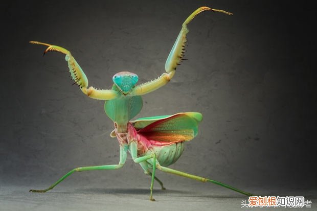 螳螂是益虫还是害虫?关于螳螂,知道这些就够了