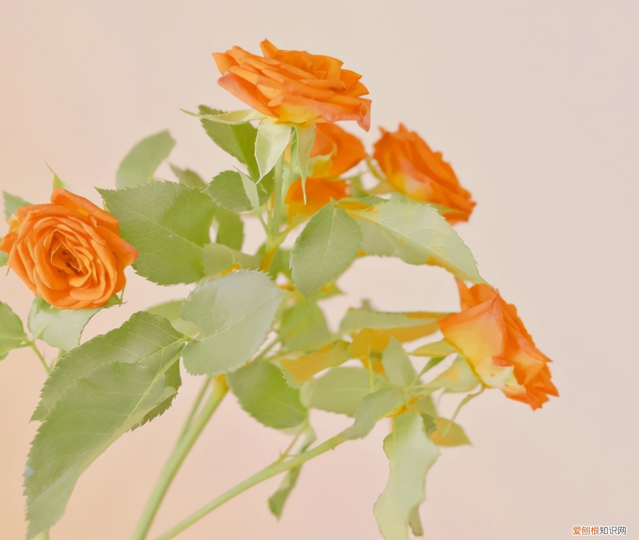 高级又温柔的文案 温柔干净无关爱情的句子