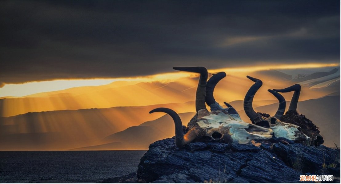 昆仑山螳螂人是真的吗? 昆仑山螳螂人事件