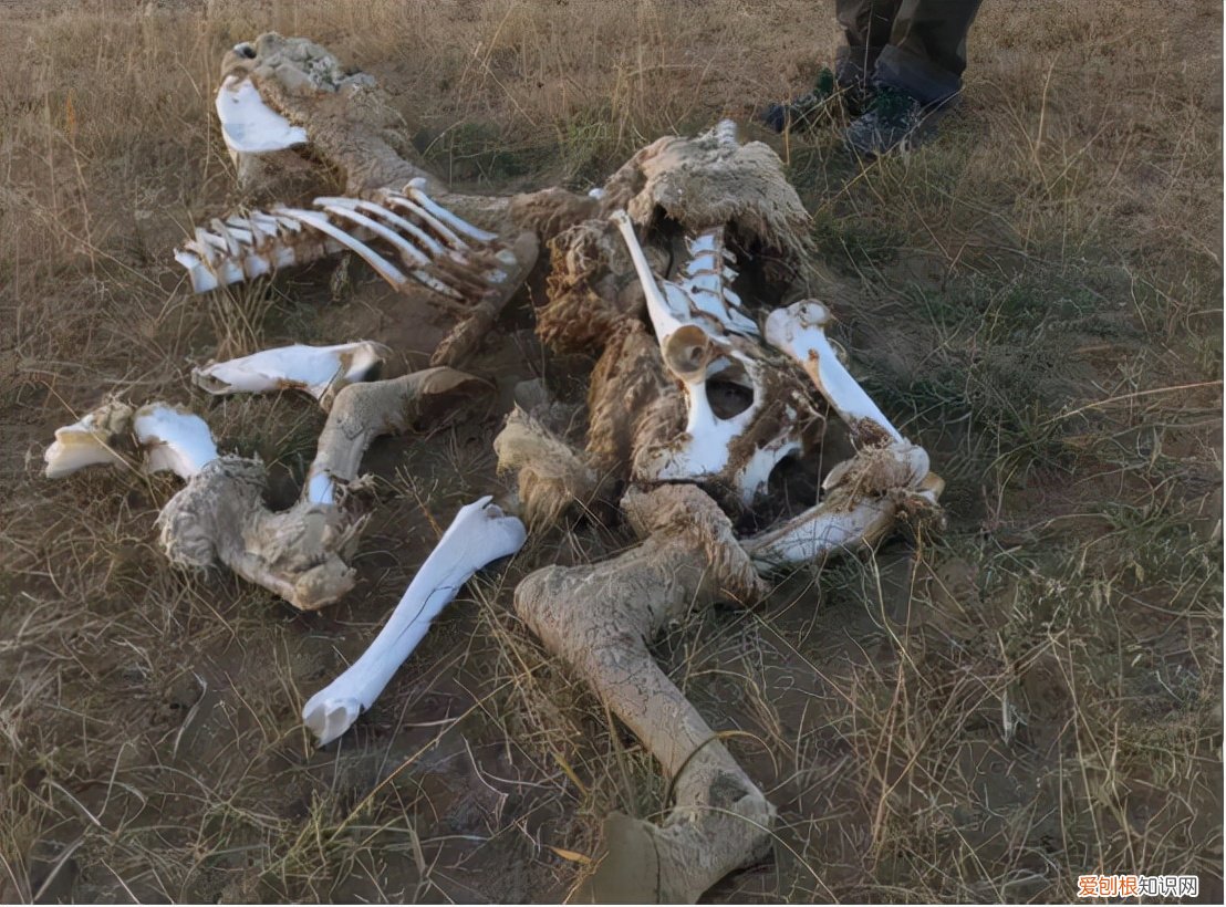 昆仑山螳螂人是真的吗? 昆仑山螳螂人事件