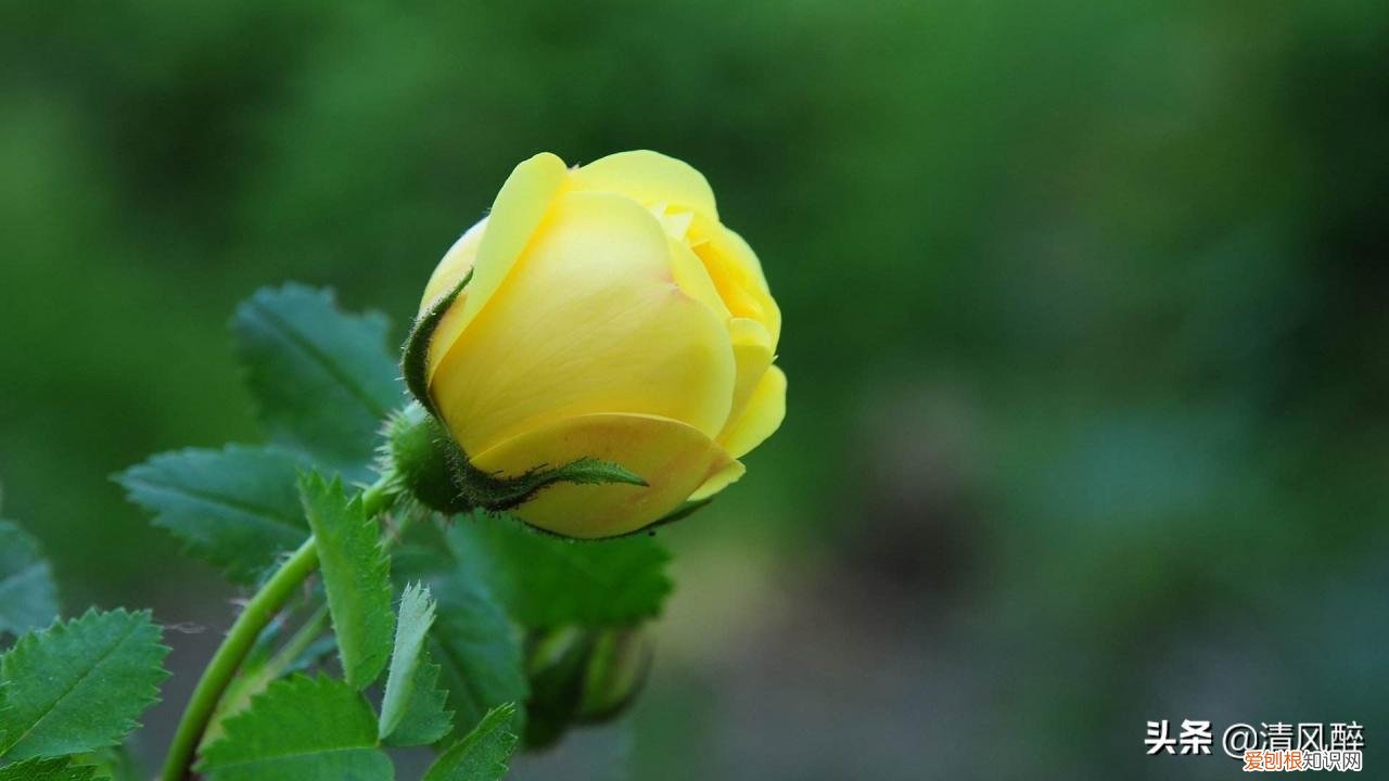 霸气超拽情话短句