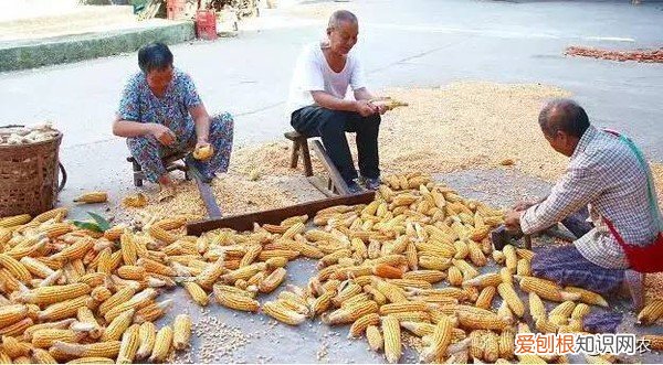 男人所谓的麻包谷是什么意思 麻包谷是什么意思网络用语