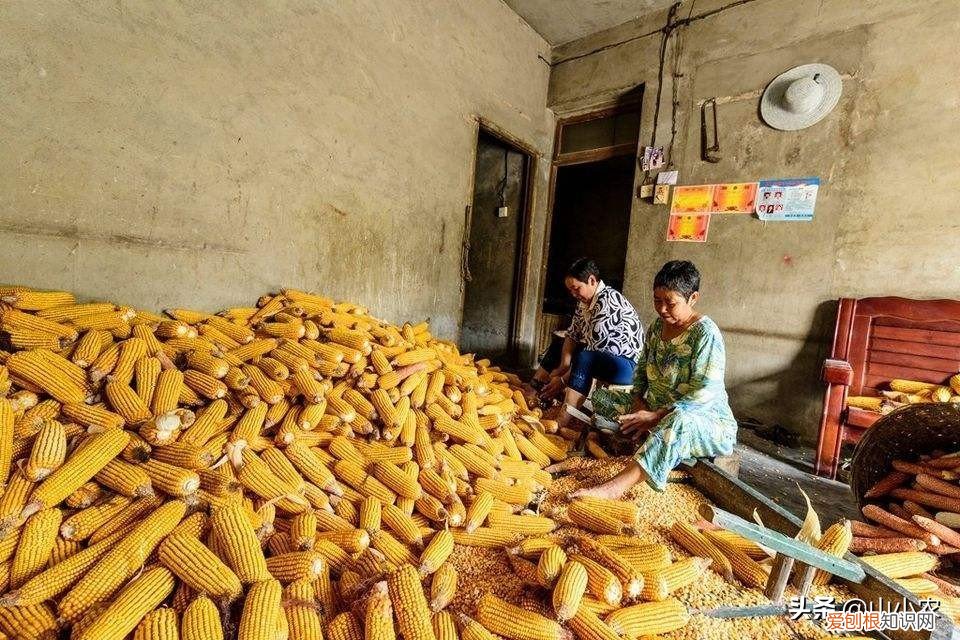 男人所谓的麻包谷是什么意思 麻包谷是什么意思网络用语