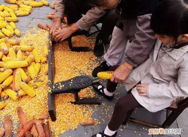 男人所谓的麻包谷是什么意思 麻包谷是什么意思网络用语