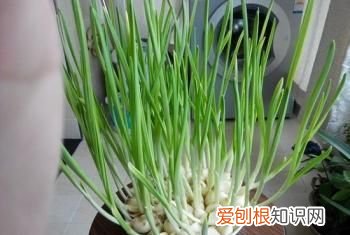 发芽的食物就一定有毒吗,发芽的食物到底哪个有毒