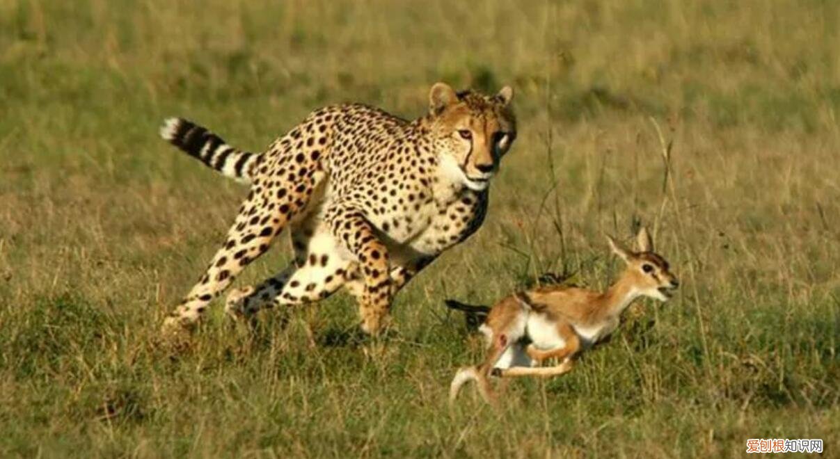 为何黑人身体最强壮呢? 为什么黑人的那么长那么壮