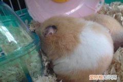 仓鼠和老鼠的区别是啥，仓鼠和老鼠的区别在哪里