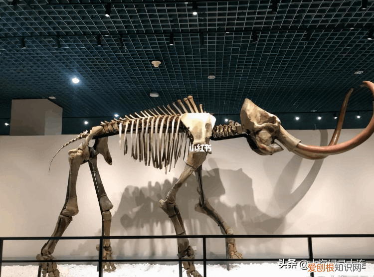 星海大桥简介 星海弯大桥