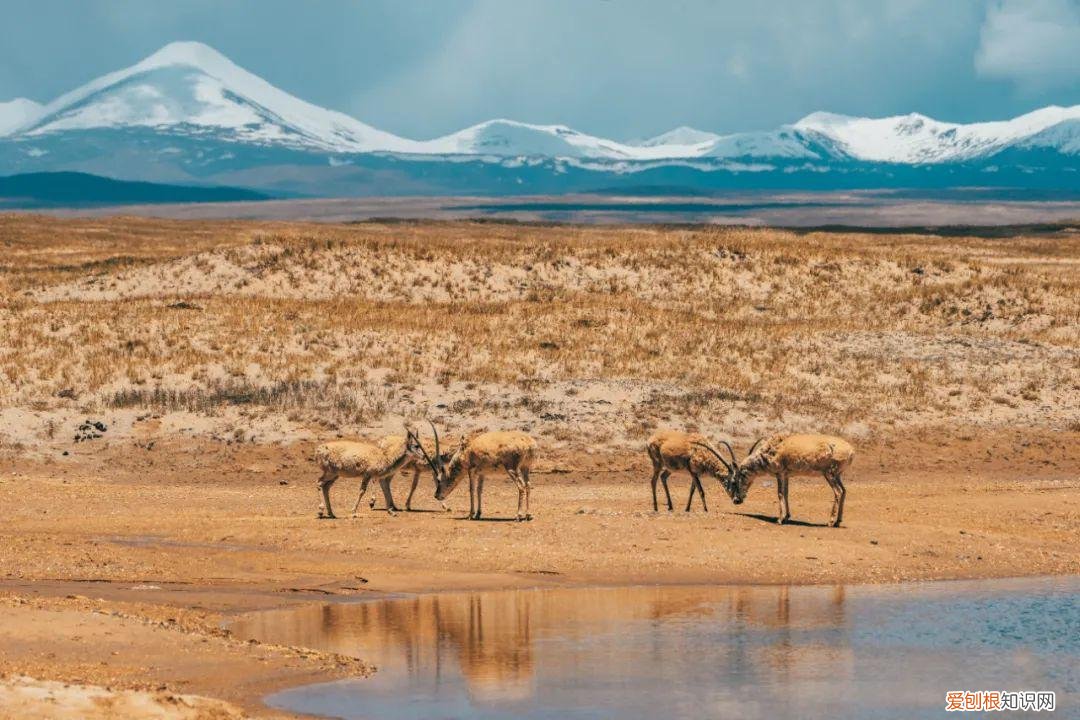 可可西里无人区在哪里？位于西藏羌塘与青海玉树交界处