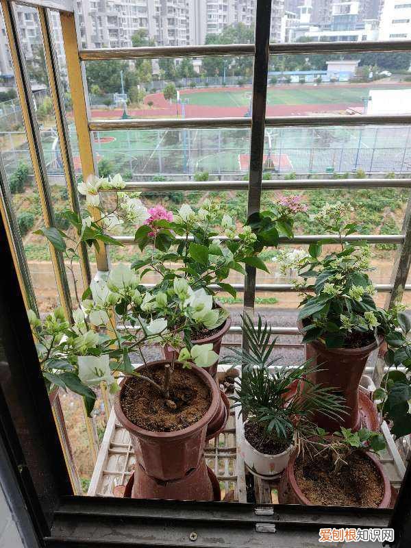 保持家居空气清新的最好方法是什么 如何保持室内空气清新