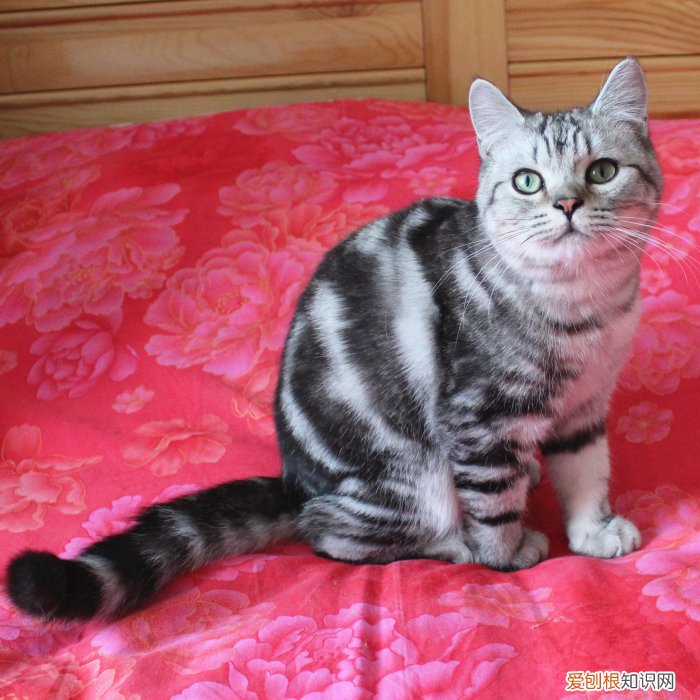 银虎斑猫图片“100只虎斑猫的名字”