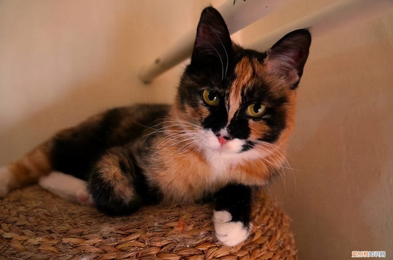 银虎斑猫图片“100只虎斑猫的名字”