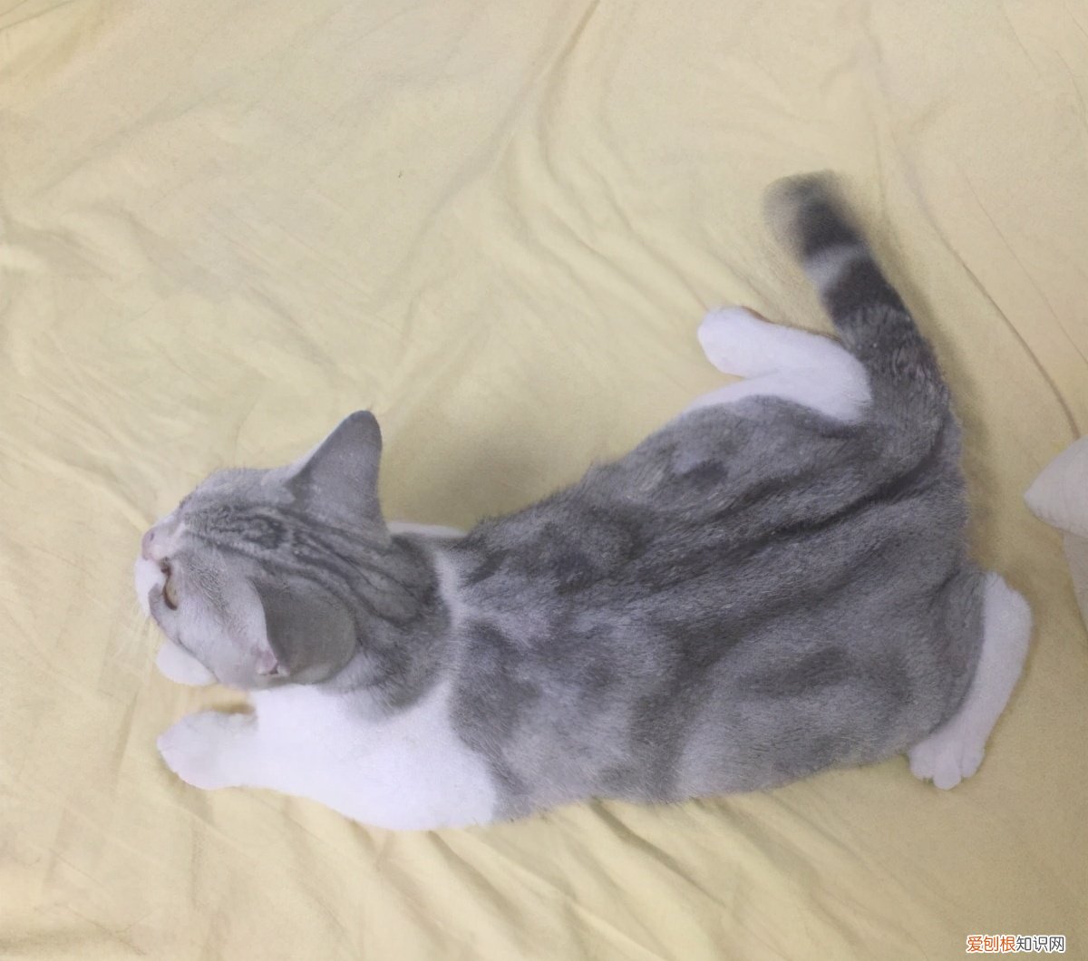 银虎斑猫图片“100只虎斑猫的名字”