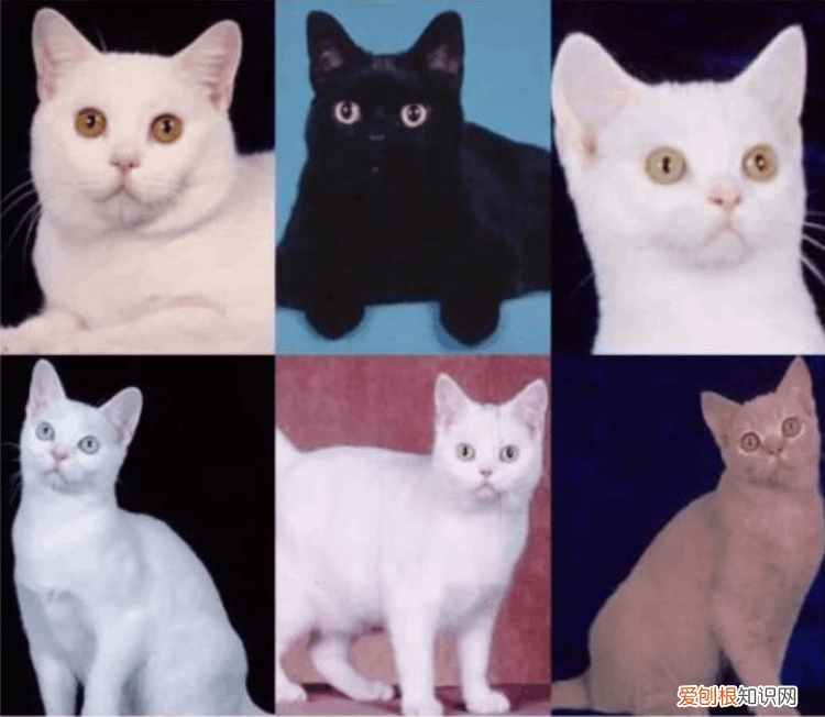 银虎斑猫图片“100只虎斑猫的名字”