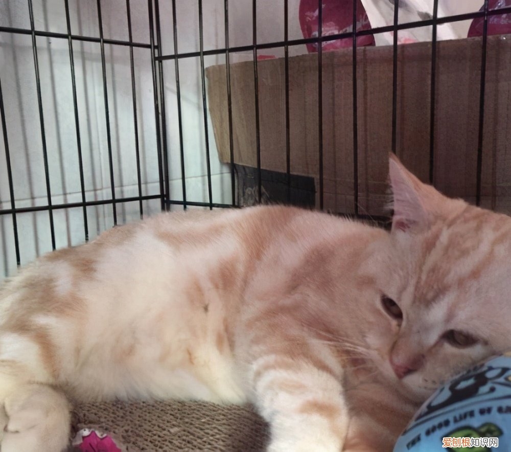 银虎斑猫图片“100只虎斑猫的名字”