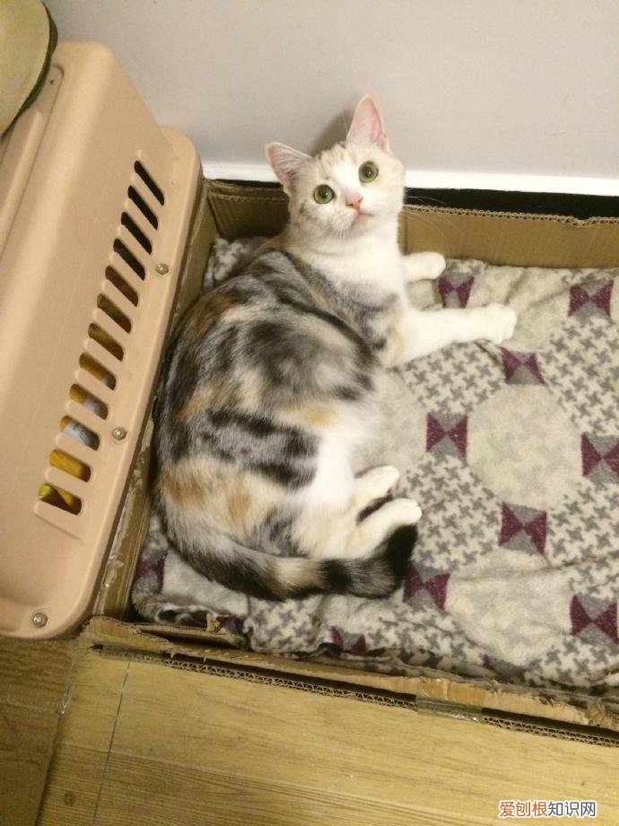 银虎斑猫图片“100只虎斑猫的名字”