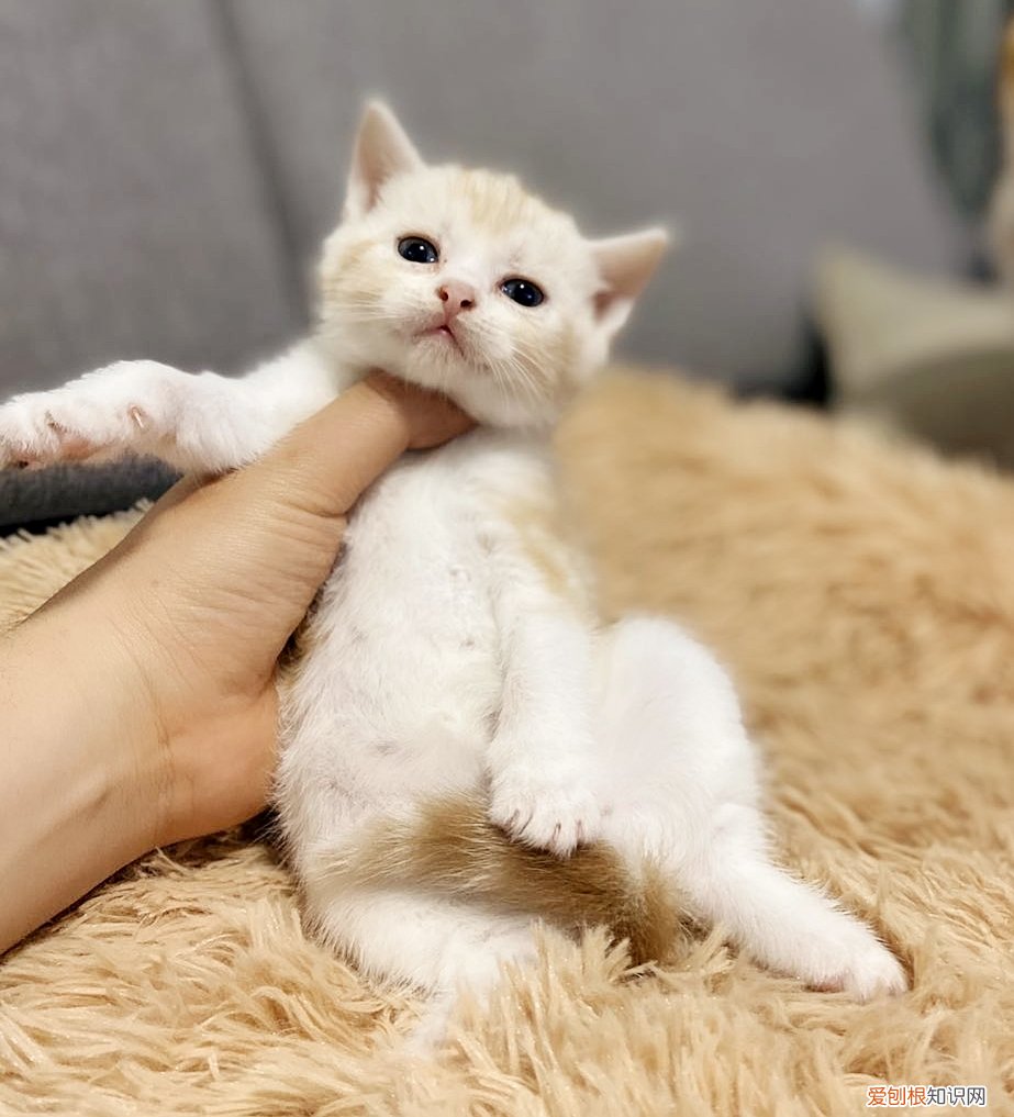 银虎斑猫图片“100只虎斑猫的名字”