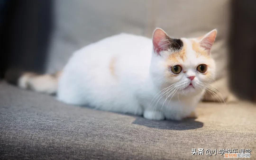 动物作文400字 如何写动物作文