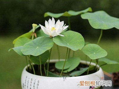 碗莲可以一直水养吗 碗莲的种植方法水培