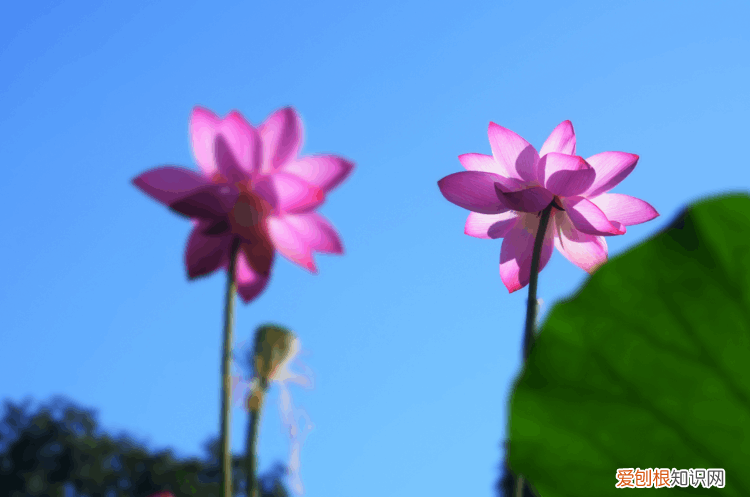 赞美荷花的诗句 赞美荷花最出名的诗句