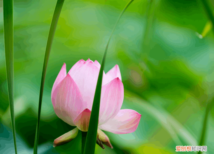 赞美荷花的诗句 赞美荷花最出名的诗句