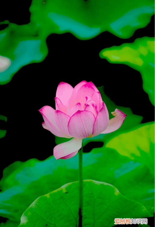 赞美荷花的诗句 赞美荷花最出名的诗句