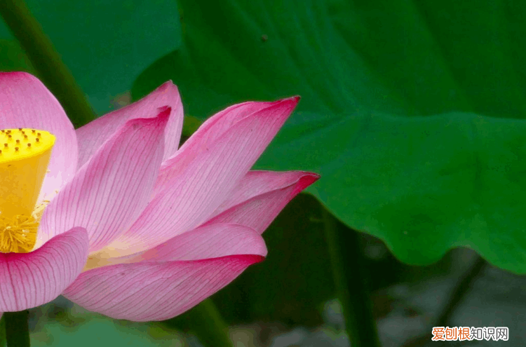 赞美荷花的诗句 赞美荷花最出名的诗句