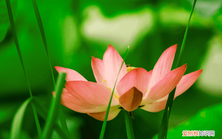 赞美荷花的诗句 赞美荷花最出名的诗句