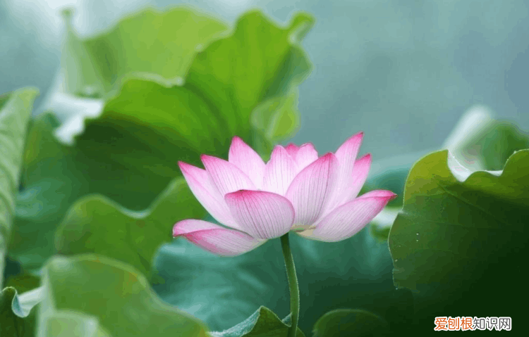 赞美荷花的诗句 赞美荷花最出名的诗句