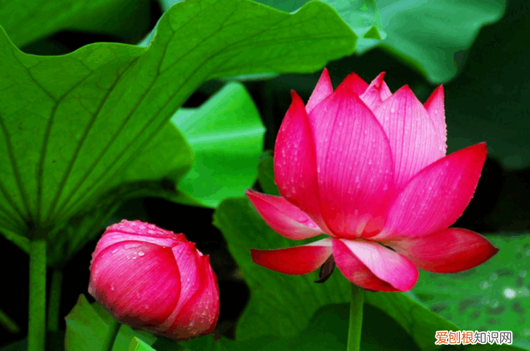 赞美荷花的诗句 赞美荷花最出名的诗句