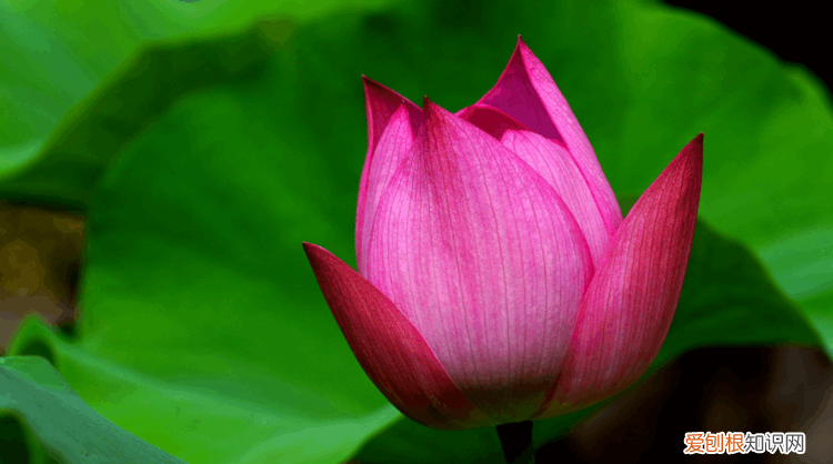 赞美荷花的诗句 赞美荷花最出名的诗句