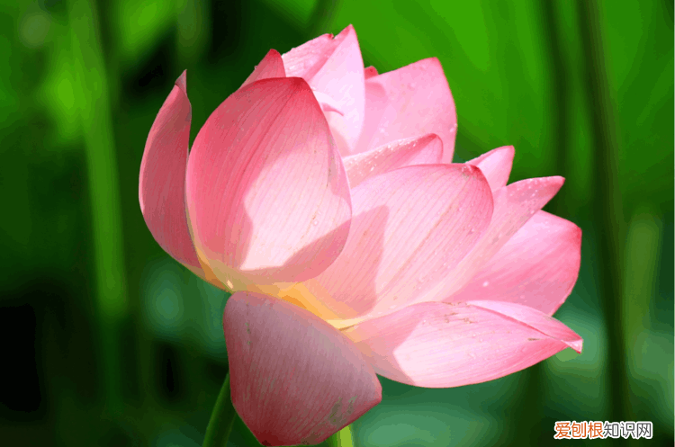 赞美荷花的诗句 赞美荷花最出名的诗句