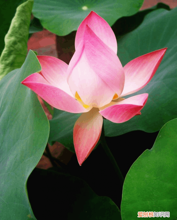 赞美荷花的诗句 赞美荷花最出名的诗句